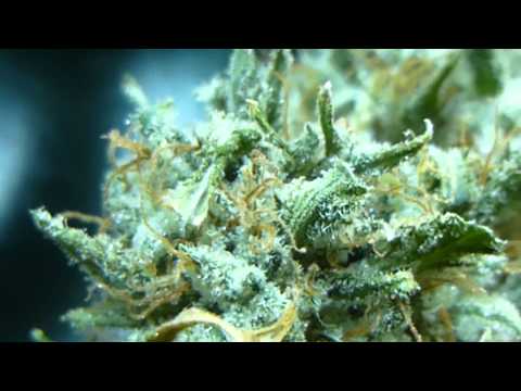 Super Silver Sour Diesel Haze aka SSSDH