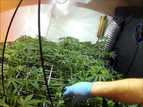 Dutch Passion Think Different SCROG Auto Flower Ebb and Flow Flood Table Medical Marijuana