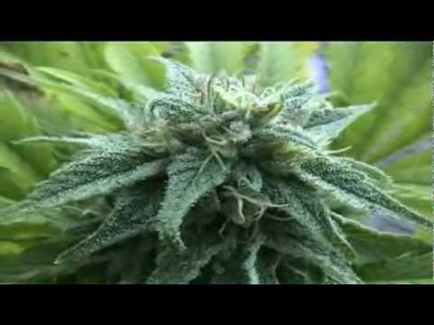 Best Weed - Amazing Marijuana Plants And Cannabis Trees 2013 !
