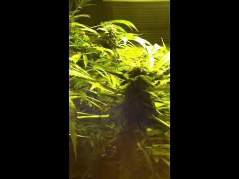 Medical marijuana week 5 flowering