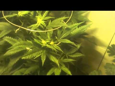 Ommp flower room multi strains