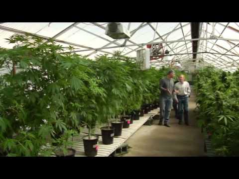 CODE OF THE WEST documentary about medical marijuana by Rebecca Richman Cohen — Kickstarter