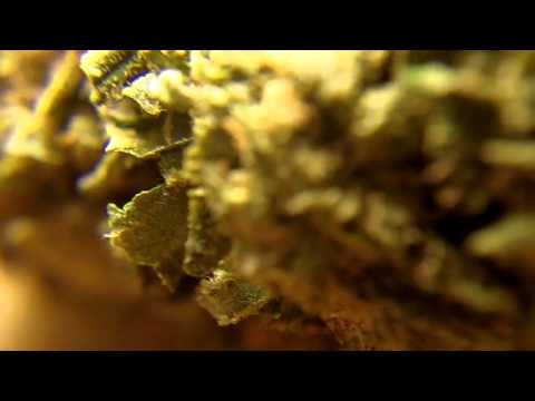 Ep 294 /(^ U ^) Mastadon Kush Hd Flower Strain Medical weed Review Emerald Triangle Seeds Bud