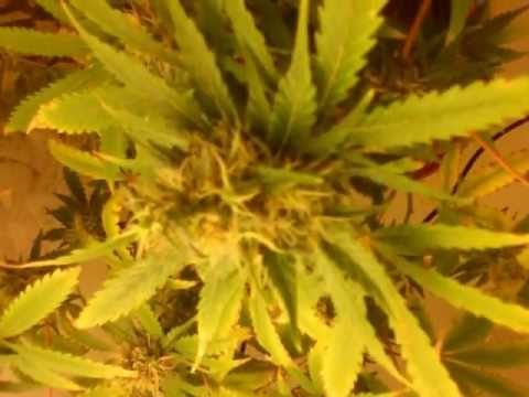 growing some cannabis