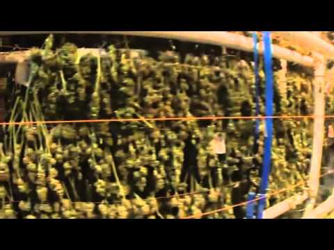 Growing Calls In US For Legalised Marijuana