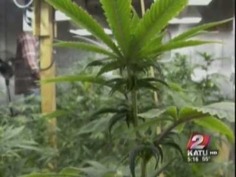 Oregon considers regulating quality of medical marijuana  KATU