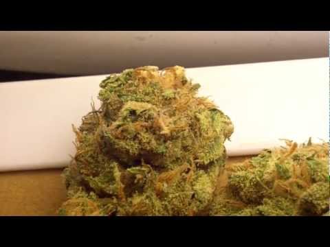 Ep 296 Cherry O Og Kush Hd Flower Strain Review Medical Medicinal Weed Bud Marjuana close up