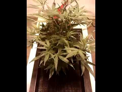 Weed Grow room (4 weeks into veg)
