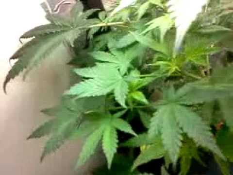 img_605_aerogarden-cannabis-experiment.j