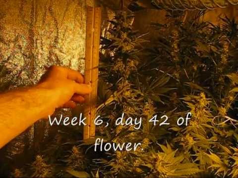 Marijuana Dry weight, Flower week 6