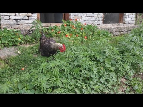 Hungry Chicken With Taste For Marijuana / Weed / Ganja