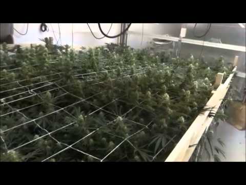 A Indoor 420 Cash Crop Growing Marijuana Cannabis called (Green Crack) on Day 23