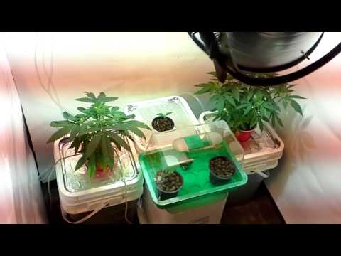 Dwc marijuana grow room 2.5