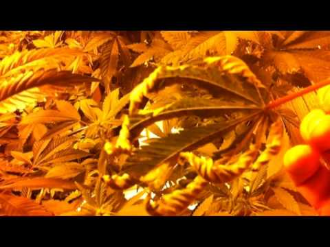 Overnight - Curled Cannabis Leaf Marijuana Grow Problem