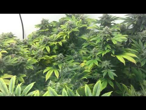 Medical marijuana dialed coco grow week 8