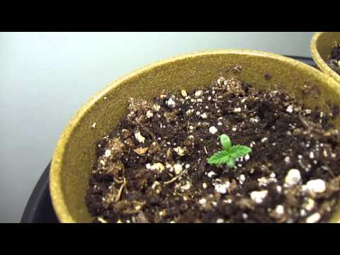1 week from seed update , First Marijuana Grow (Closet Grow)