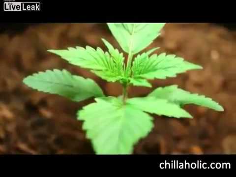 Grow Marijuana