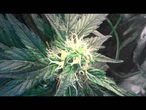 Marijuana plants day 70(Flowering day 37)