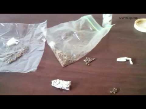 Marijuana Strain Hunt - 6 Best Cannabis Varieties