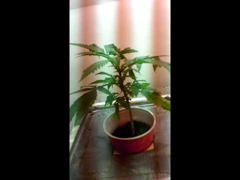 dwc marijuana grow room