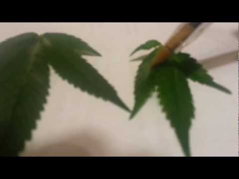 Powdery mildew on Marijuana plants