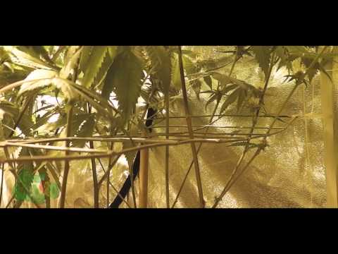 s2 SCROG & Timelapse