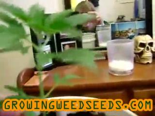 Closet Marijuana Grow :: part 3 :: :: indica :: Indoor ...
