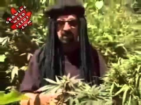 budding weed plants growing marijuana outdoors for beginners indica plant