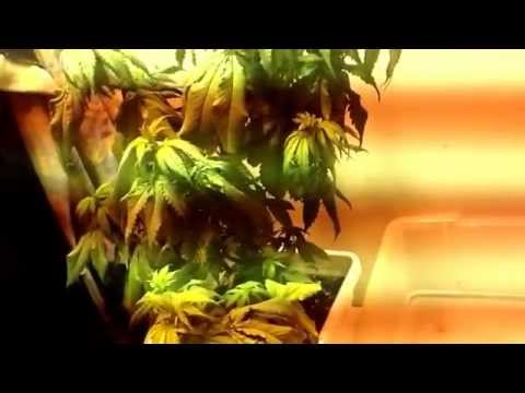 Growing marijuana, indoor grow