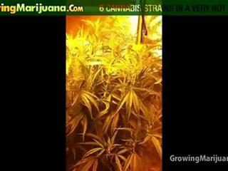 Growing Marijuana - 6 Cannabis Strains In A Very Hot Climate