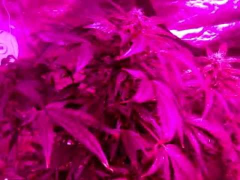 Legal Medical Marijuana Grow
