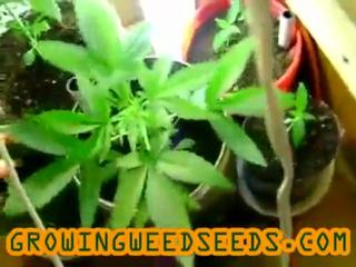 Closet Marijuana Grow :: part 5 :: :: indica :: Indoor ...