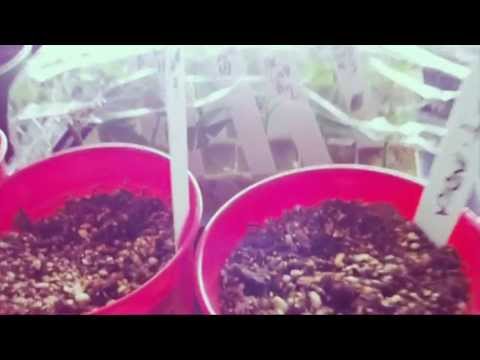 Musical Tour Earth Day - Medical Cannabis Closet Grow Tour