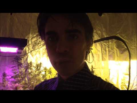 Fruit Of The Gods In Marijuana Flowering