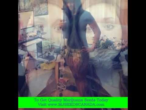 marijuana seeds canada review