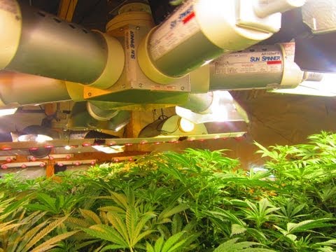 Top Quality Indoor Growing Video
