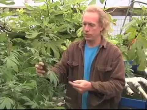 Medical Marijuana in Maine Can Teach Massachusetts Some Lessons