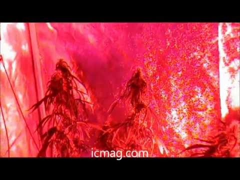 ARE YOU KIDDING ME! Vertical LED Cannabis GrowBLU and Poison Genetics