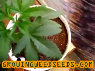 Closet Marijuana Grow :: part 4 :: :: indica :: Indoor ...
