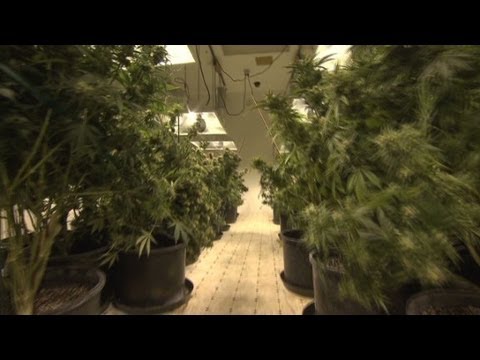 Colorado marijuana delivery: 45 minutes or less