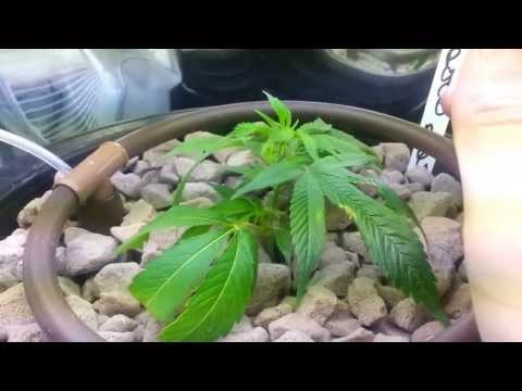 New Clones and TGA Seeds!!!! +++UPDATE