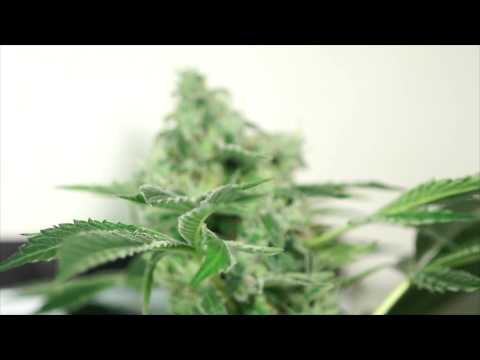 Bud Porn - Sleeping Dog 48 hours before Harvest