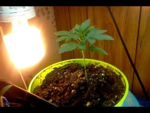 Whitewidow day 17 veg