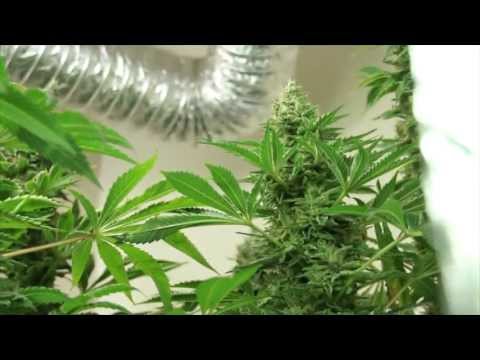 VaderVision - Start of Flush Week