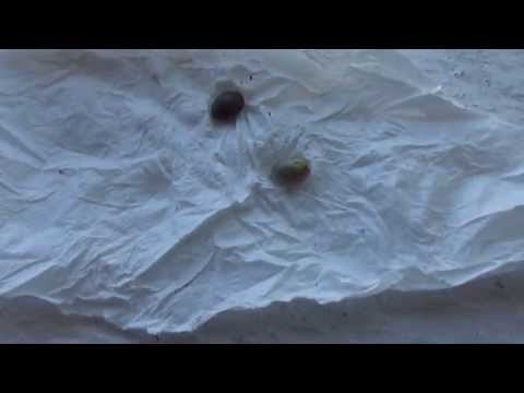 Não compre,plante  Legalize Brasil - Semente prensado botando para germinar #1