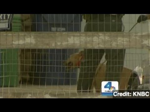 63-Year-Old Woman Dead in Alleged Pit Bull Attack