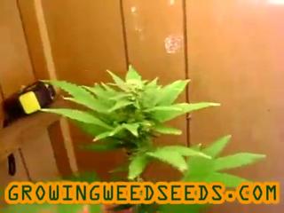 Closet Marijuana Grow :: part 14 :: :: indica :: Indoor ...