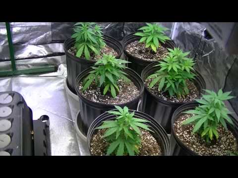 halfbaked420guy's veg tent growing marijuana