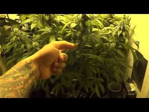 400 watt indoor grow