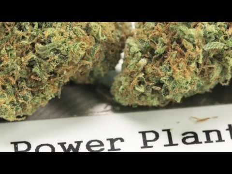 Marijuana Movement - 215 Caregivers Virtual Tour